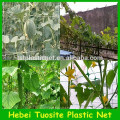 haricot vert escalade fournisseur de filet / plantes en plastique support net